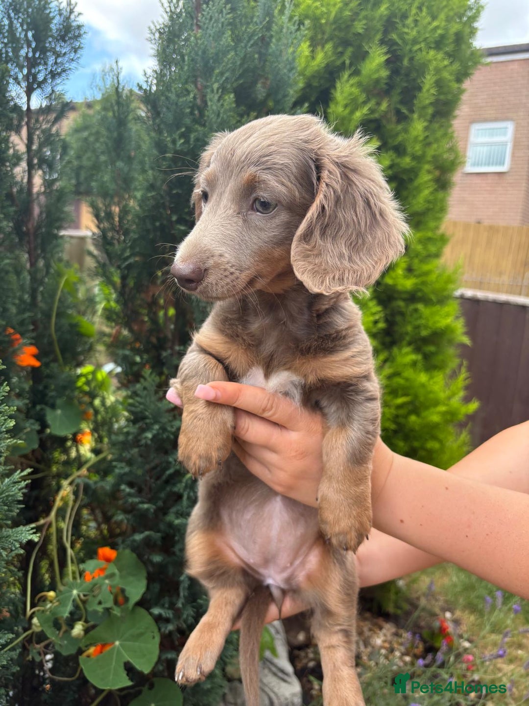 Miniature Dachshund dogs for sale: FLUFFY MINIATURE DACHSHUNDS - Image 2