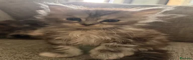 Maine Coon Kitten 6