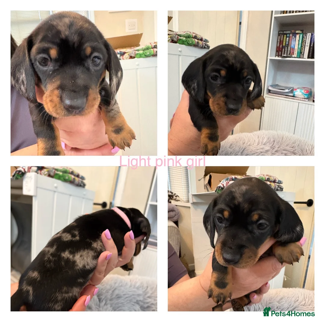 Miniature Dachshund dogs for sale: Miniature Dachshund puppies  in Thornton-Cleveleys - Advert 9