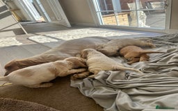 Cocker Spaniel dogs for sale: Cocker spaniel puppys - Image 15