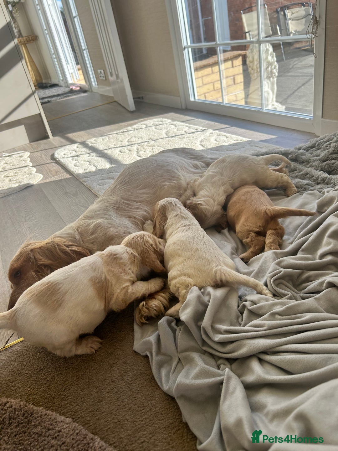 Cocker Spaniel dogs for sale: Cocker spaniel puppys - Image 15