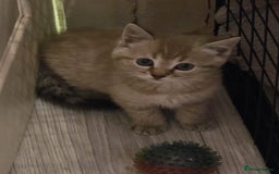 Ragdoll cats for sale: Sealpoint x kittens - Image 4
