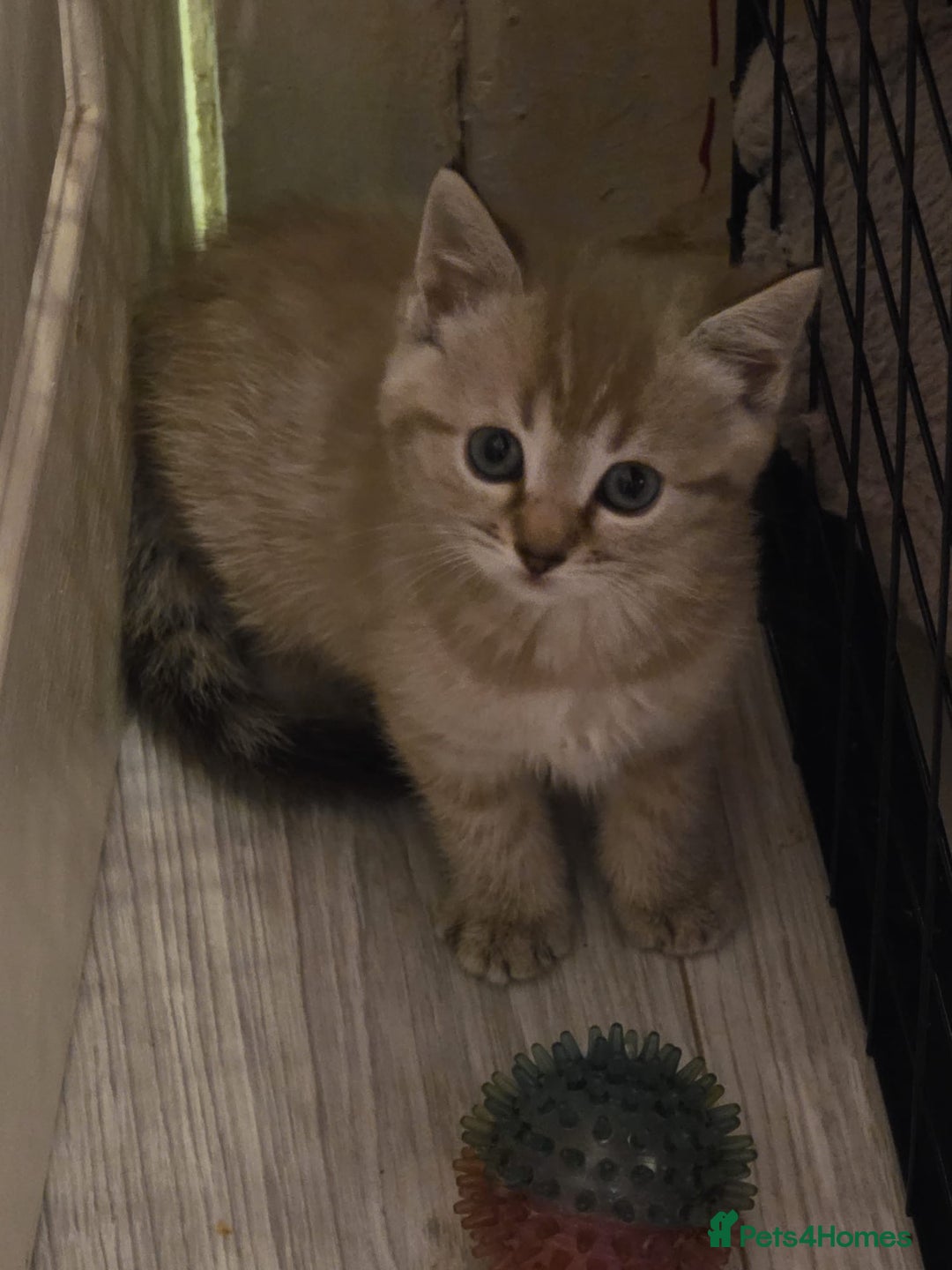 Ragdoll cats for sale: Sealpoint x kittens - Image 4