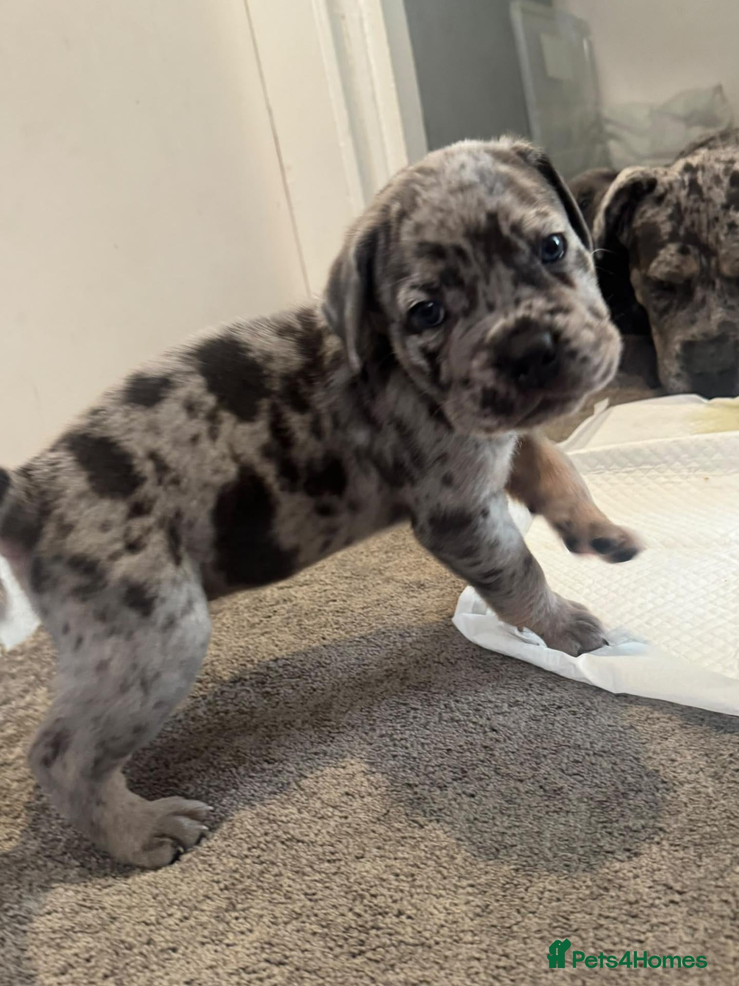 Cane Corso dogs Cane corso pups  - Advert 10