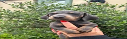 Miniature Dachshund dogs for sale: Stunning KC Miniature Dachshund Litter of 7 in Burnley - Advert 29