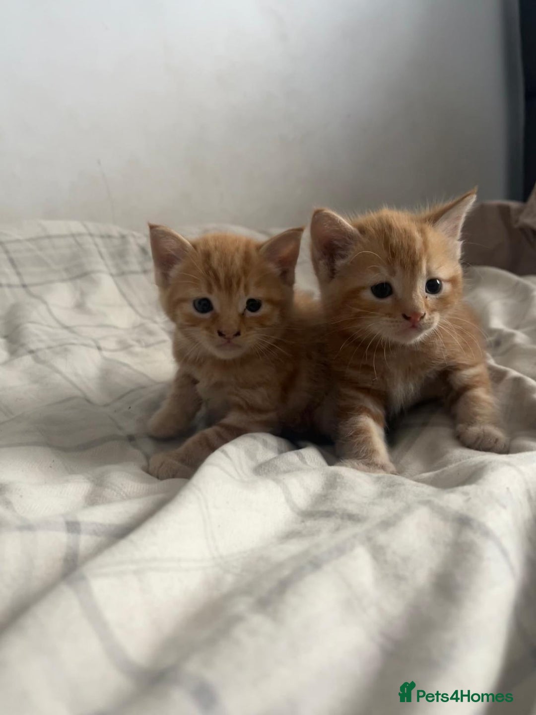 Mixed Breed cats for sale: Cuddly ginger twins - Image 6