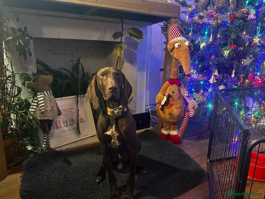 German Shorthaired Pointer dogs for sale: German shorthaired pointer pups - Advert 22