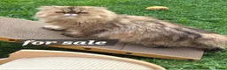 Exotic cats for sale: Exotic short hair  - Advert 13