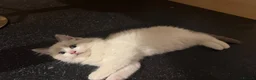 Ragdoll cats for sale: 2 Male Ragdolls Kittens  for sale  - Advert 7