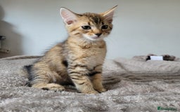 Bengal cats for sale: 3 black and 3 bengal kittens (1 male) - Image 7