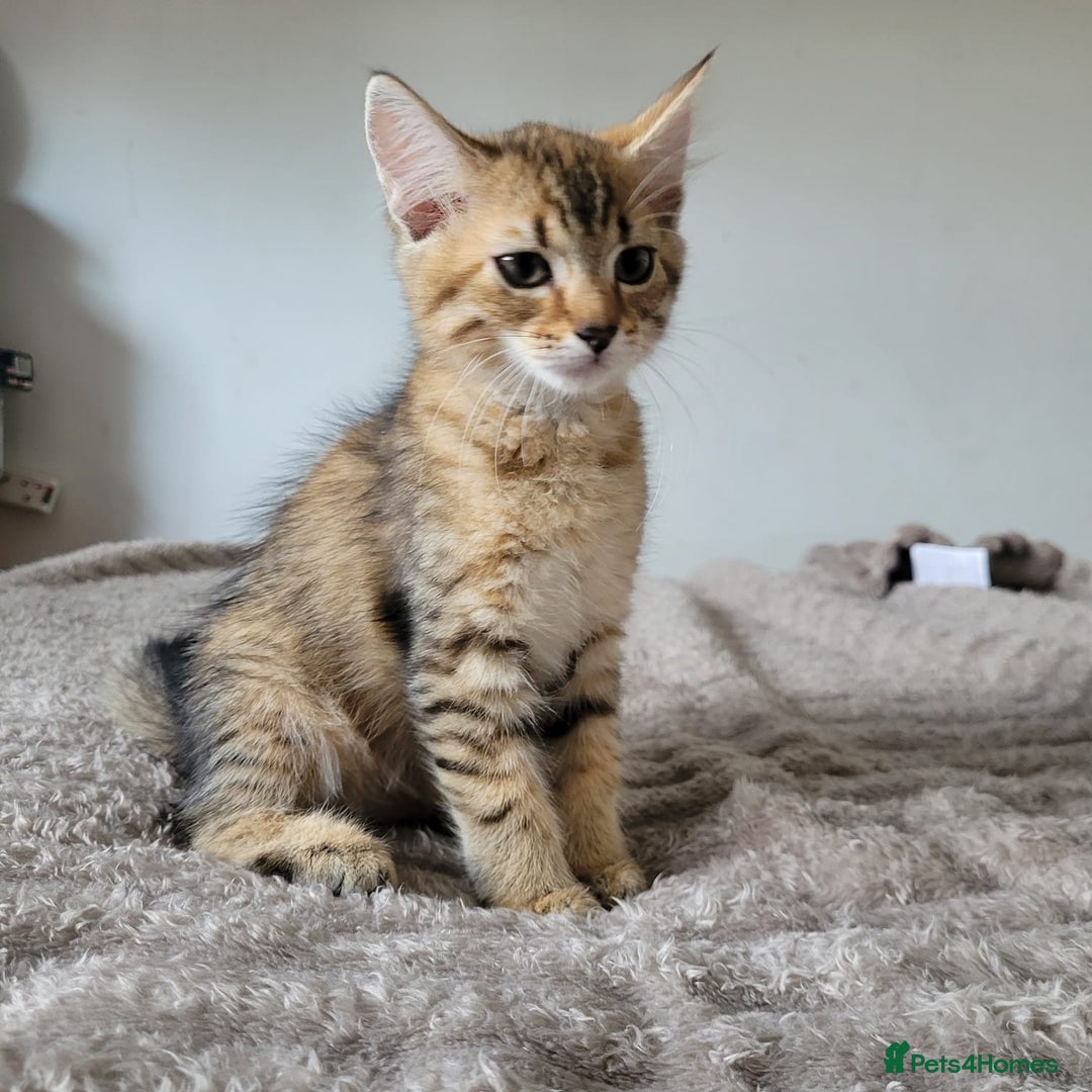 Bengal cats for sale: 3 black and 3 bengal kittens (1 male) - Image 7