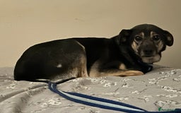 Mixed Breed dogs for adoption: Joey - Norwich Norfolk  - Image 6