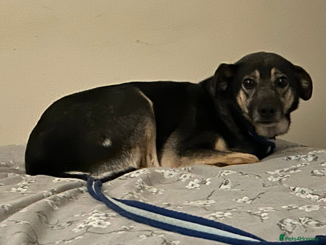 Mixed Breed dogs for adoption: Joey - Norwich Norfolk  - Image 6