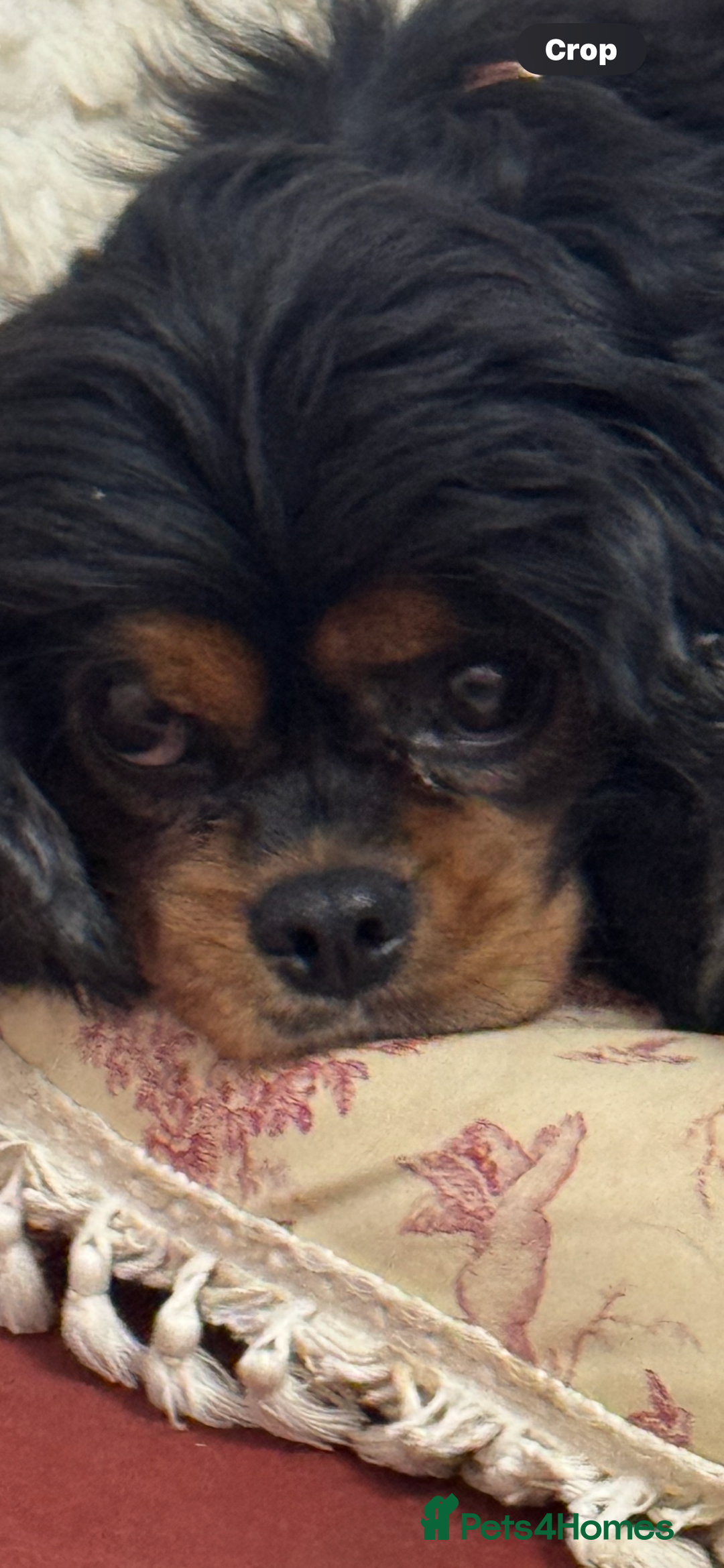 Cavalier King Charles Spaniel dogs for sale: 6 year old female cavalier King Charles  - Advert 1