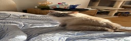 Ragdoll cats for sale: Gorby - ragdoll male - Advert 2