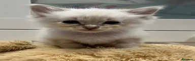 Ragdoll 2