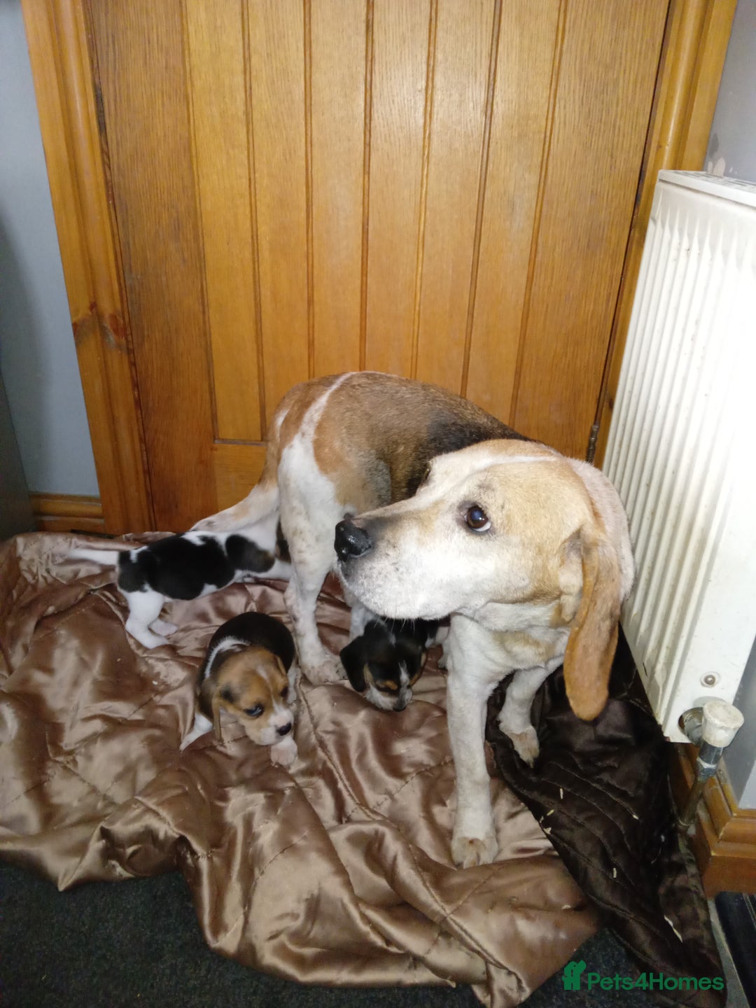 Beagle dogs for sale: Beagle puppies  - Image 7