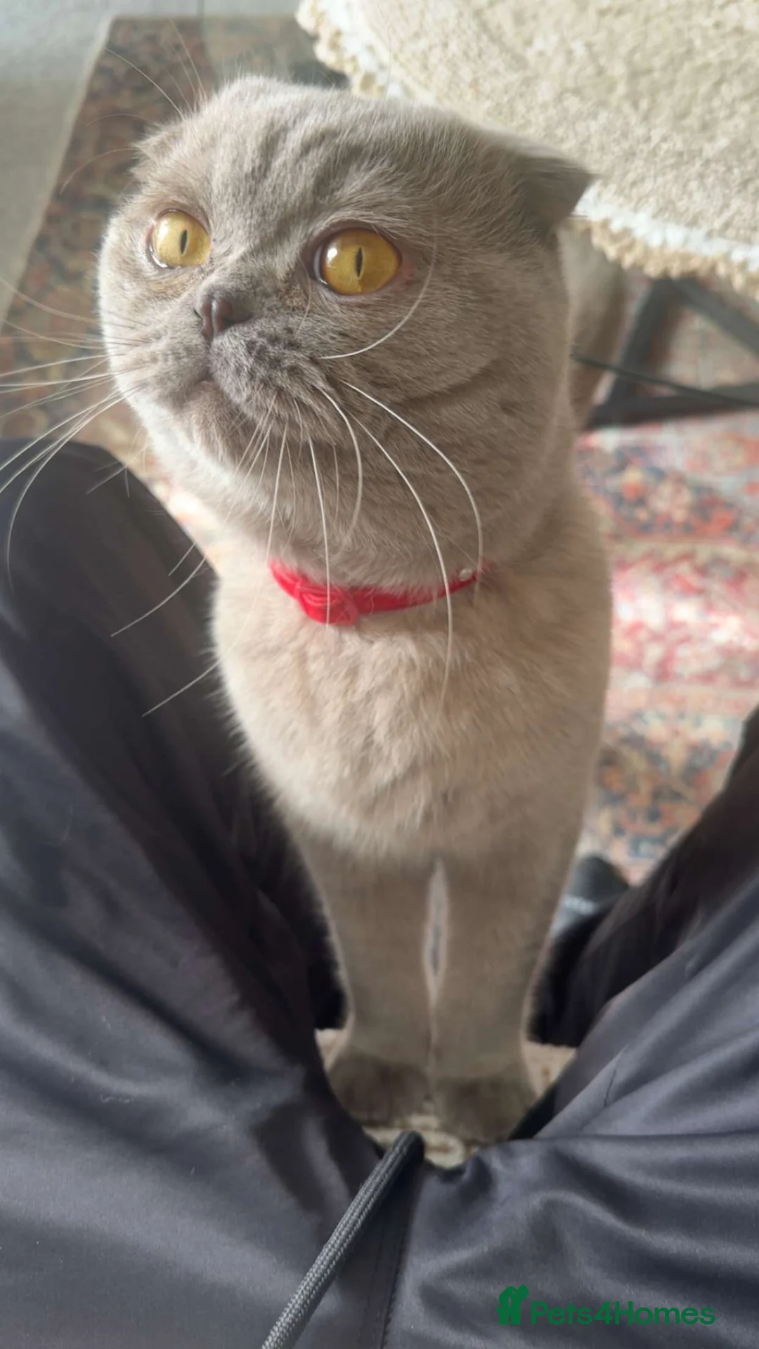 Scottish Fold cats for sale: Jayjay in Bristol - Advert 1