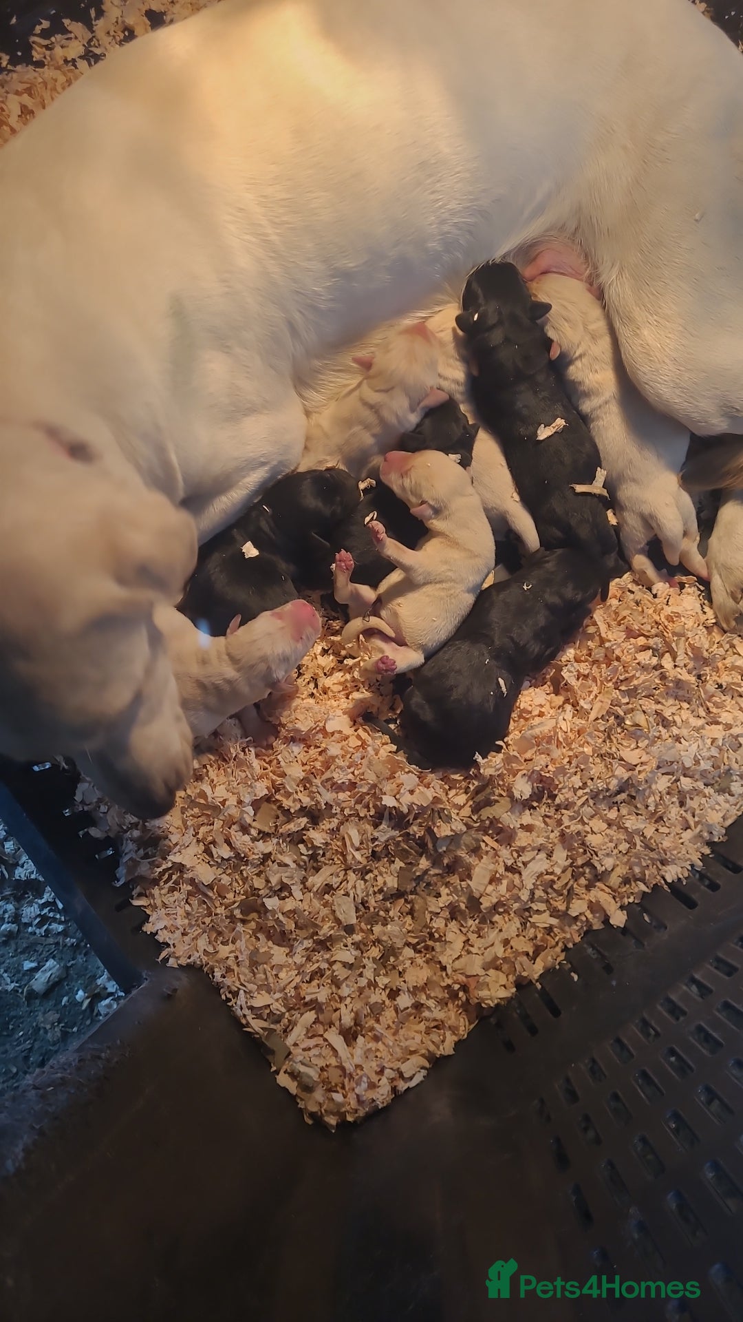 Labrador Retriever dogs for sale: Labrador puppies  - Image 9