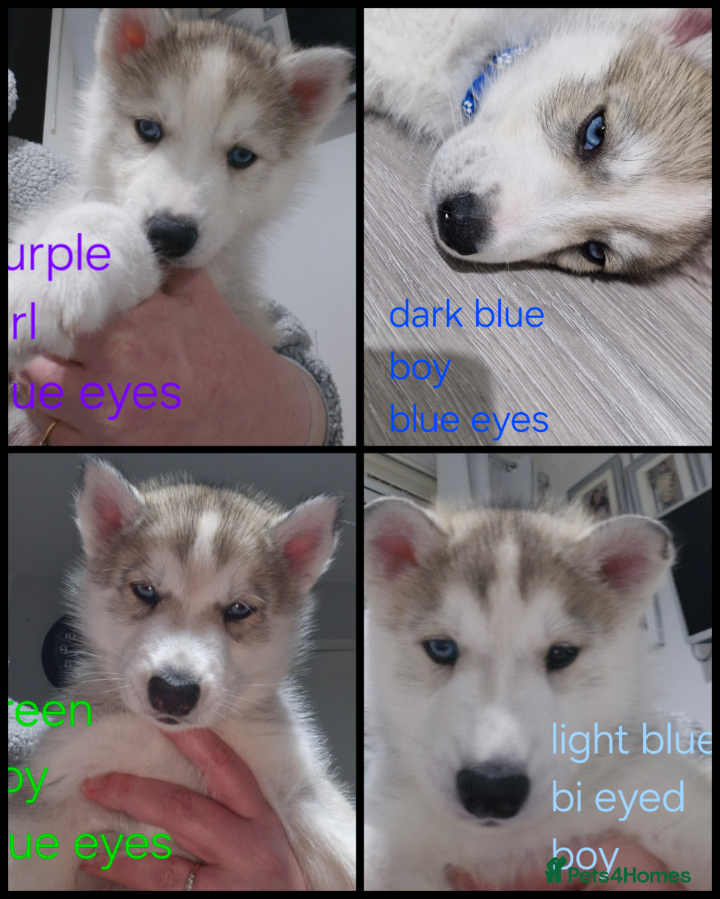 Siberian Husky dogs 4 husky pups left  - Advert 5
