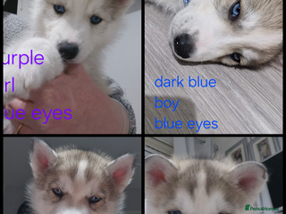 Siberian Husky dogs 4 husky pups left - Advert 5