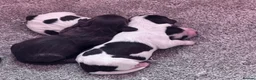 Sprocker dogs for sale: Sprocker Spaniels  in Consett - Advert 9