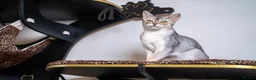 Abyssinian cats for sale: Super Cuddling Boy Champion Line 🏆 Silver Black - Advert 39