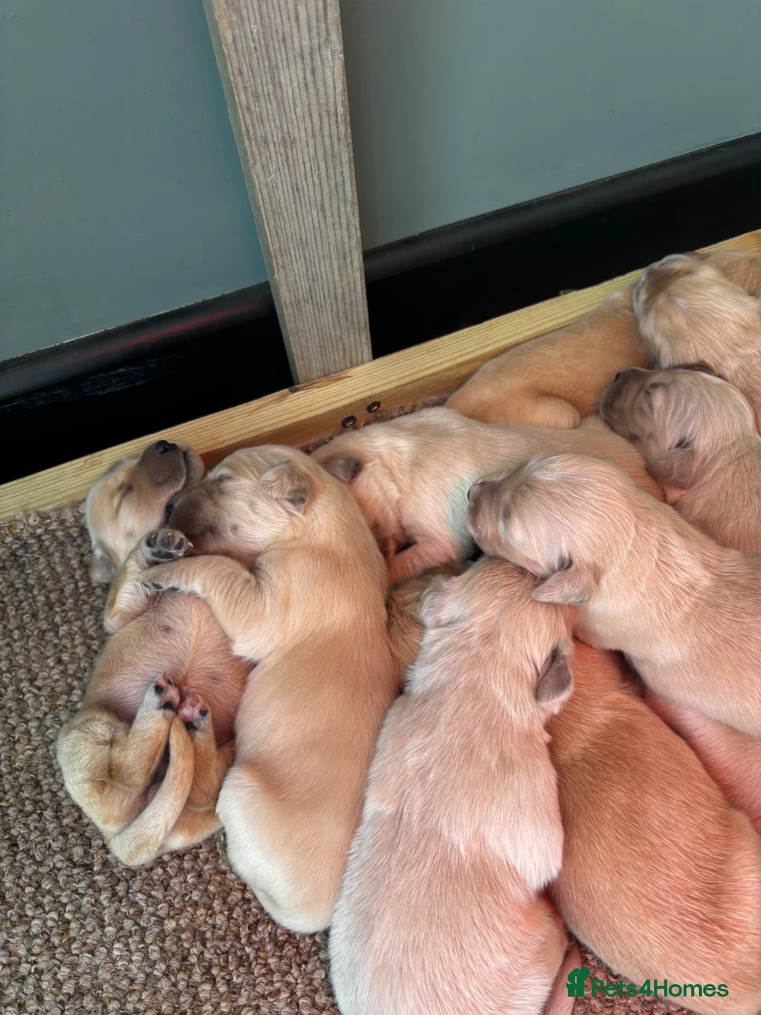 Golden Retriever dogs for sale: Golden Retriever Puppies for Sale / READY NOW!!!! - Advert 19