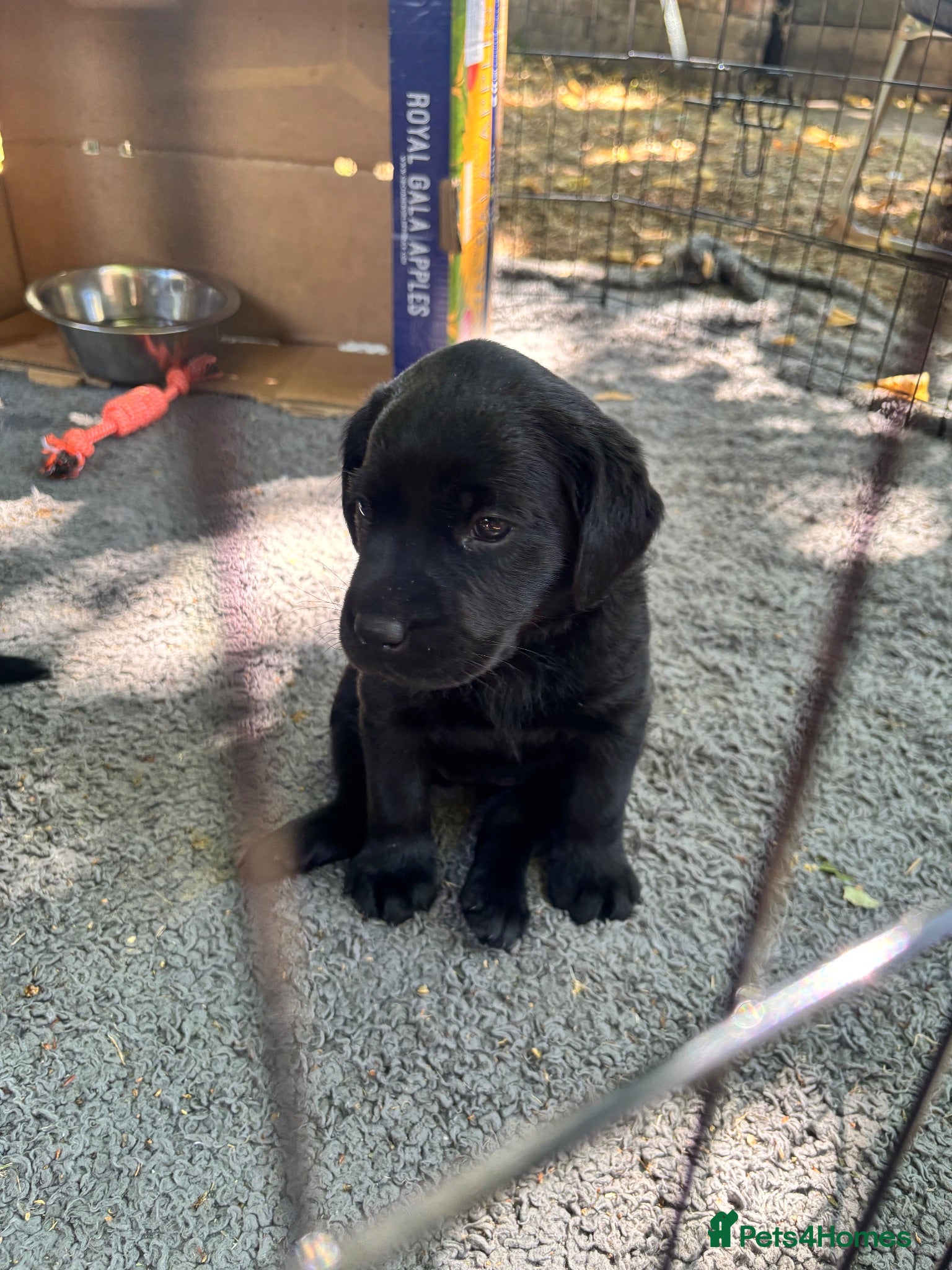 Labrador Retriever dogs Black KC Lab puppies - Advert 2