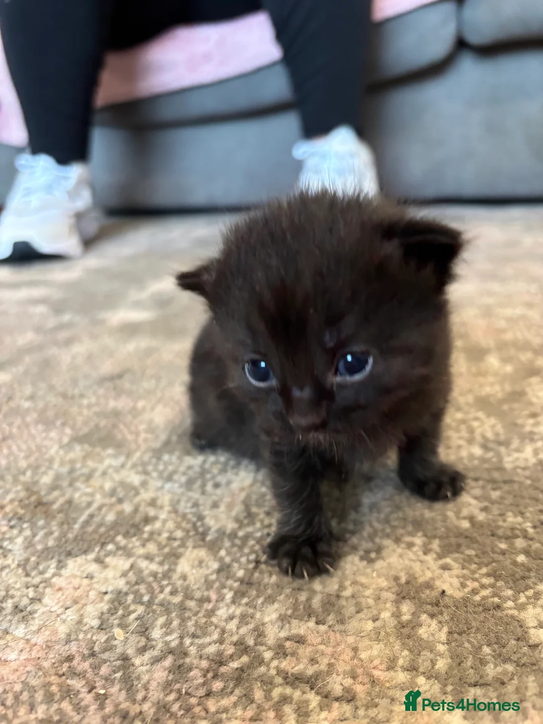 Mixed Breed cats for sale: Kittens for sale  - Advert 2