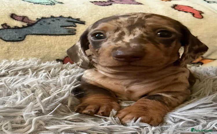 Dachshund dogs - Advert 5