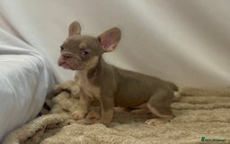 French Bulldog dogs for sale: 💕🐾 Stunning French bulldogs 🐾💕 - Advert 20