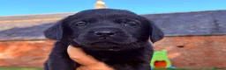 Labrador Retriever dogs for sale: Black Labrador pups 270 plus DNA Hips Elbows Eyes  - Advert 3