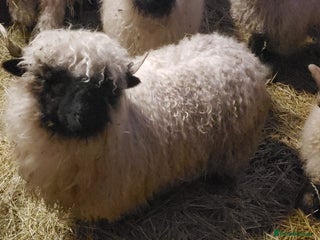 Sheep livestock Tame Valais blacknose pure ewe lamb and 7/8 - Advert 8