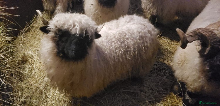 Sheep livestock - Advert 1