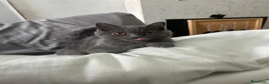 British Shorthair 3
