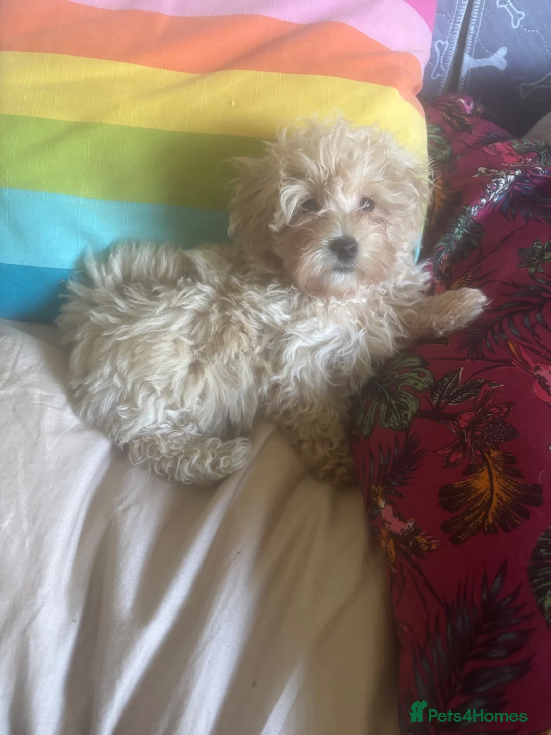 Maltipoo dogs for sale: Beautiful Maltipoos  - Advert 1