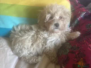 Maltipoo dogs Beautiful Maltipoos - Advert 7