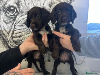 Sprocker dogs Sprocker puppies READY TO LEAVE NOW!! - Advert 5