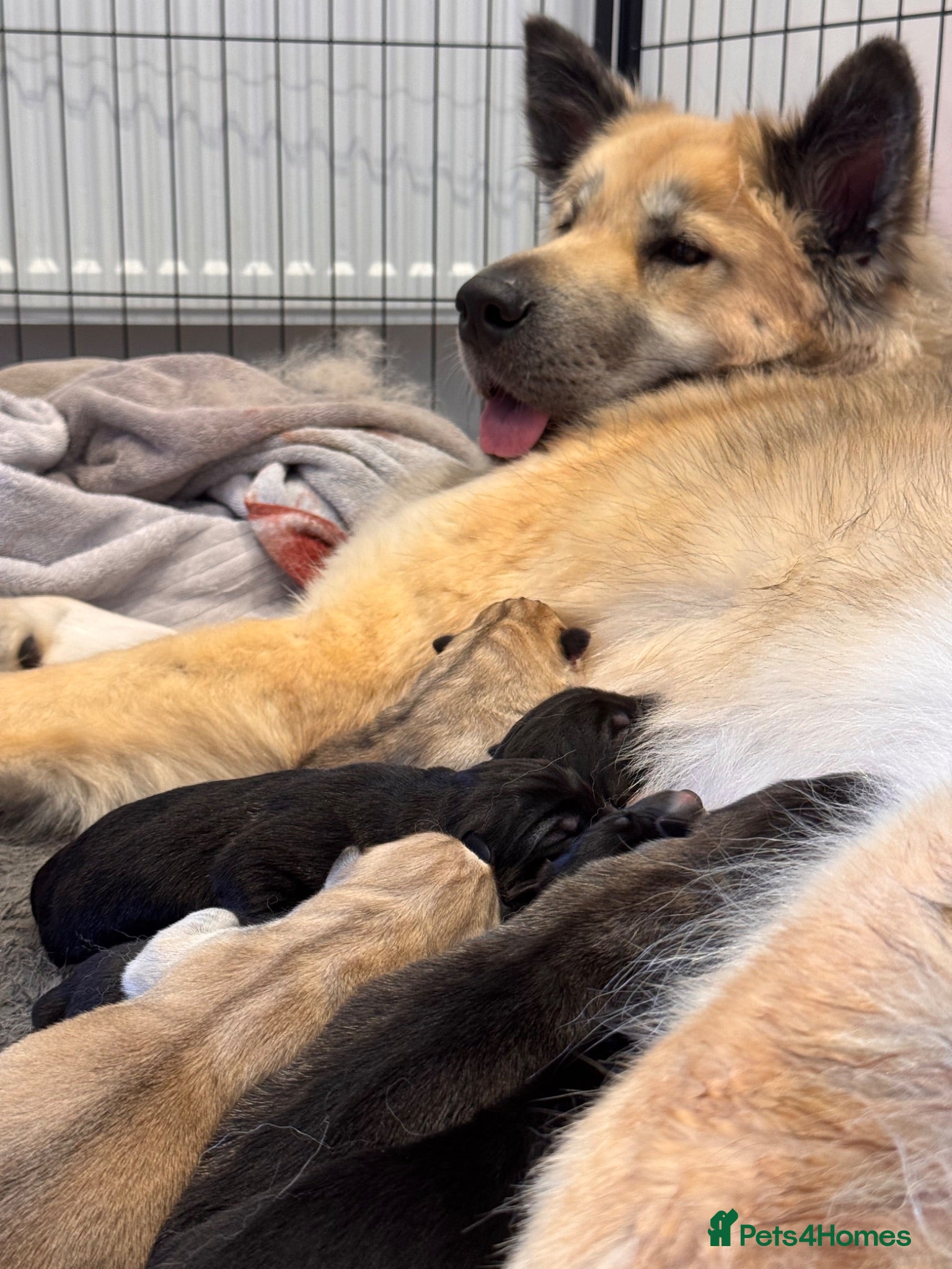 Shepsky dogs Outstanding Family-Raised Puppies - Advert 3