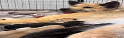 Shepsky dogs for sale: Outstanding Family-Raised Puppies - Advert 1