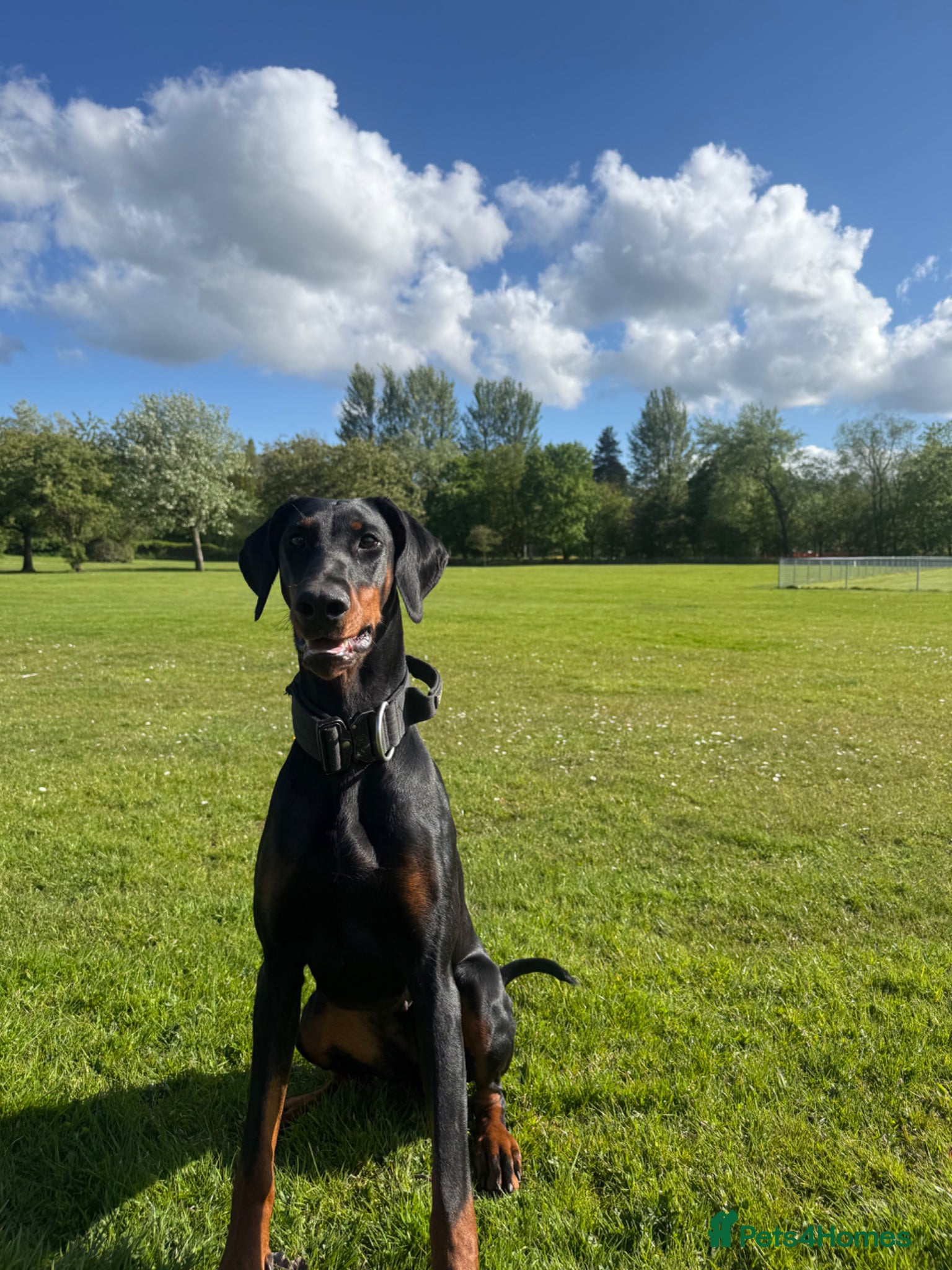 Dobermann dogs Female Doberman for sale  - Advert 1