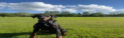 Dobermann dogs for sale: Female Doberman for sale  - Advert 1