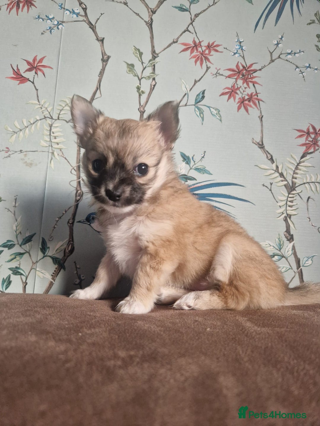 Chihuahua dogs for sale: Beautiful chihuahua girl - Advert 2