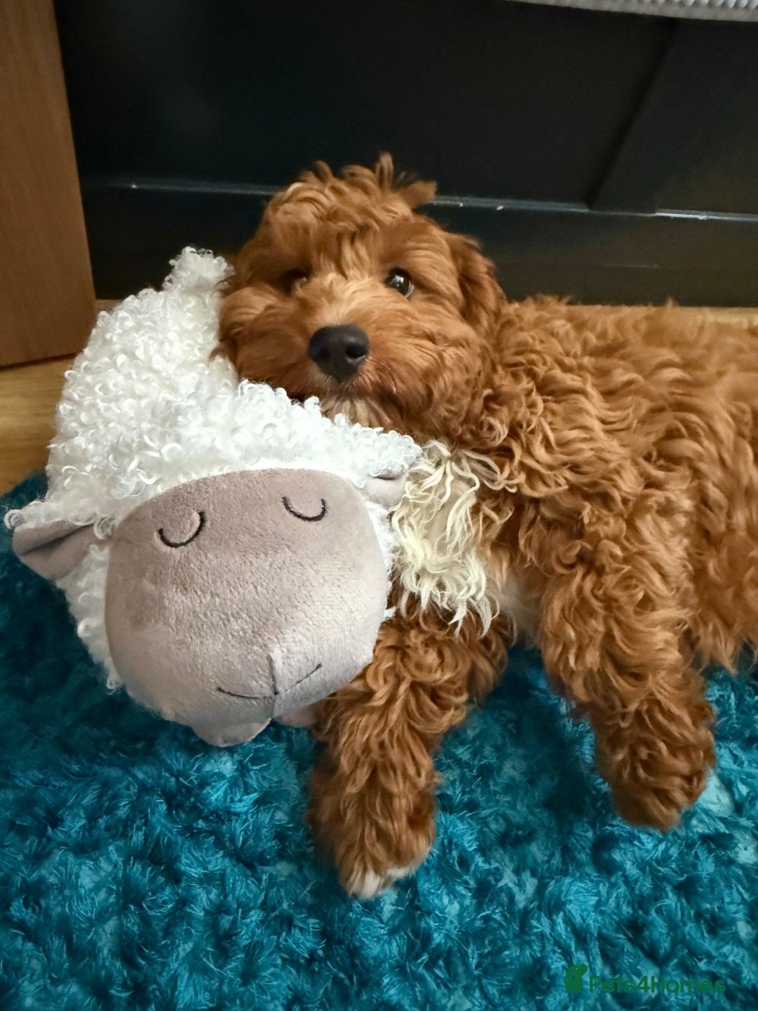 Cavapoo dogs Extensively Health Tested Red Cavapoos - Advert 2
