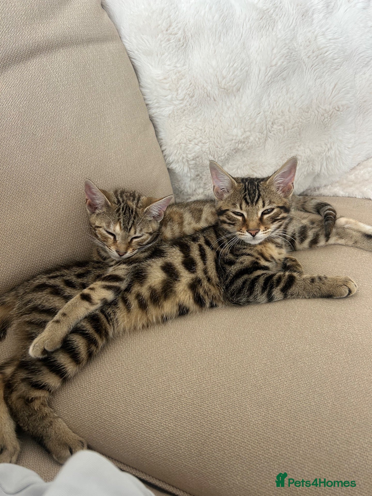 Bengal cats 2 Bengal kittens  - Advert 2