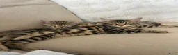 Bengal cats for sale: 2 Bengal kittens  in Coventry - Advert 1