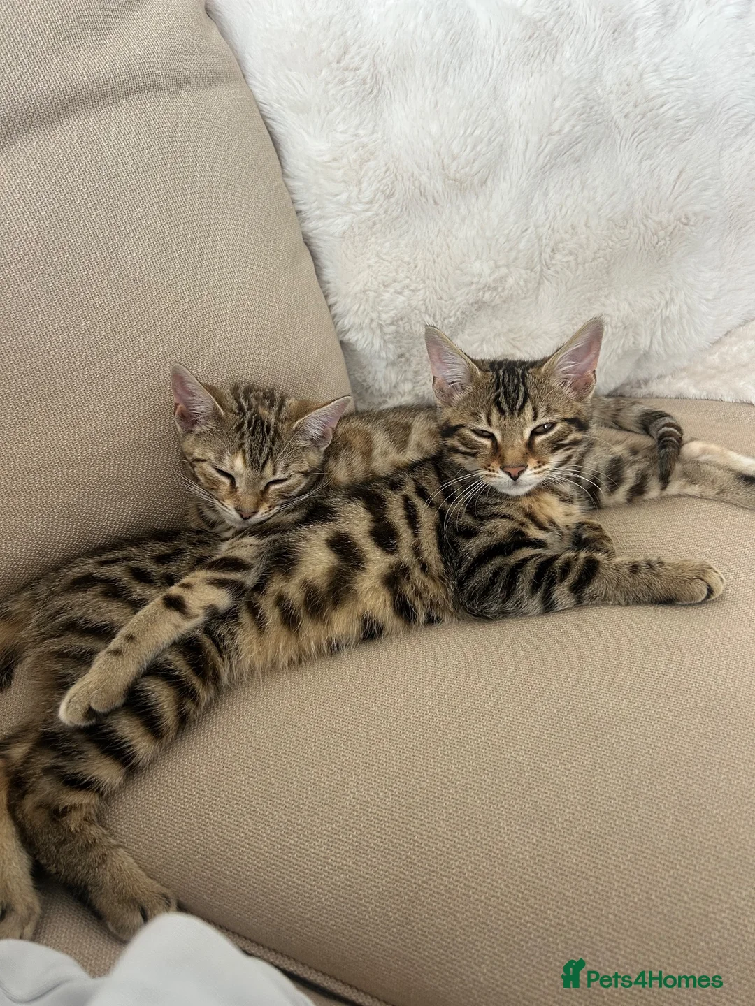 Bengal cats for sale: 2 Bengal kittens  in Coventry - Advert 1