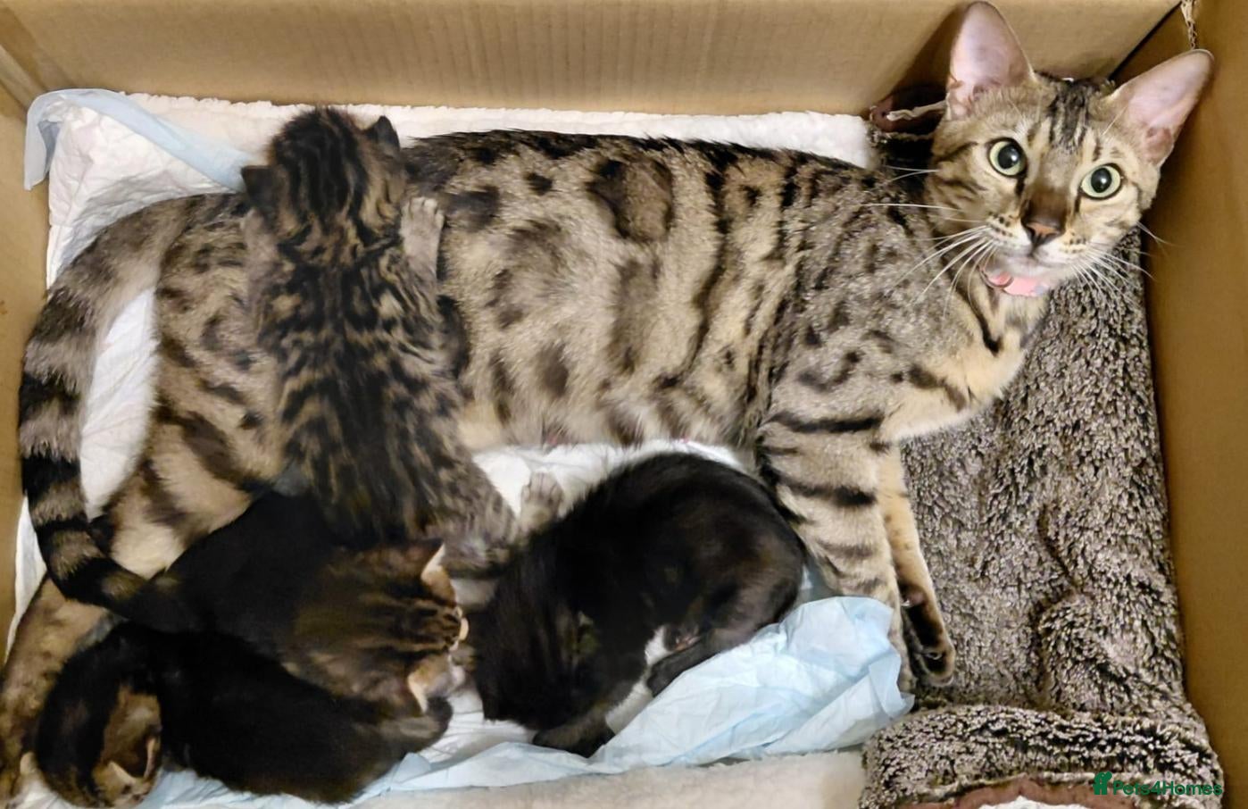 Bengal cats Bengal cross kittens  - Advert 9