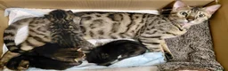Bengal cats for sale: Bengal cross kittens  - Advert 1